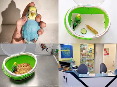Tierarzt und Co.