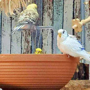 Gastbeitrag: Blumentopfdusche selber basteln.