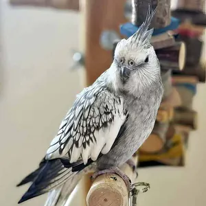 Hedwig Nymphensittich Hedwig