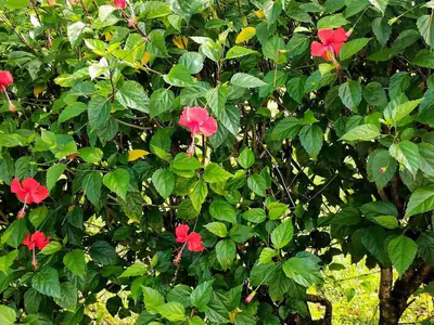 Hibiskus