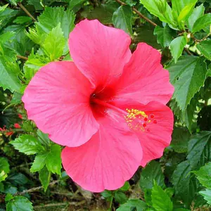 Blüte des Hibiskus
