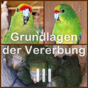 Gastbeitrag: Vererbung - Teil 3