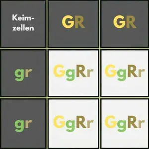 Kombi-Quadrat - Erbsen 2 Kombinationsquadrat zu Erbsen