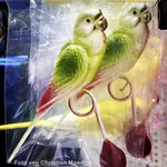 Plastikvögel für den Käfig