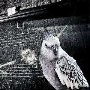 Gastbeitrag: Anflugtrauma bei Vögeln