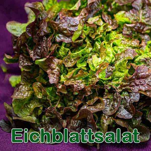 Salat: Pflücksalat (Lactuca sativa var. crispa)
