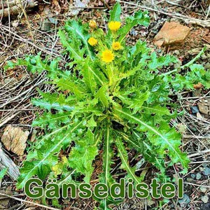 Futterpflanze: Acker-Gänsedistel (Sonchus arvensis), Raue Gänsedistel (Sonchus asper) und Kohl-Gänsedistel (Sonchus oleraceus)