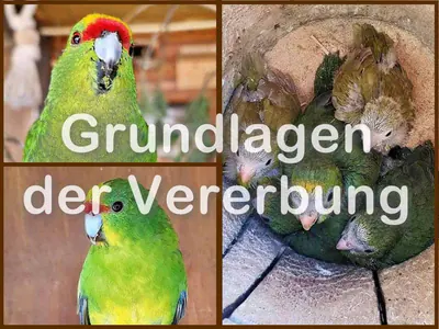 Grundlagen der Vererbung Vererbung - Teil 1