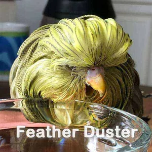 Feather Duster Feather Duster