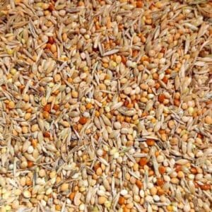 Wellensittichfutter Premium von Birds and More Wellensittichfutter Premium von Birds and More