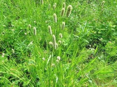 Wiesen-Lieschgras