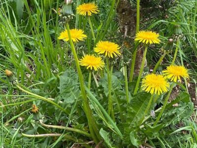 Löwenzahn