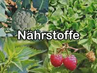 Nährstoffe in Futterpflanzen