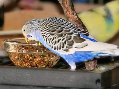 Gekeimtes Futter mit Jule Gekeimtes Futter mit Jule