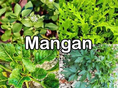 Mangan