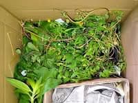 Paket von WildLand