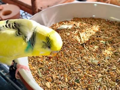Wild Australia Plus mit Rasmus Welli@Home – Körnermischungen