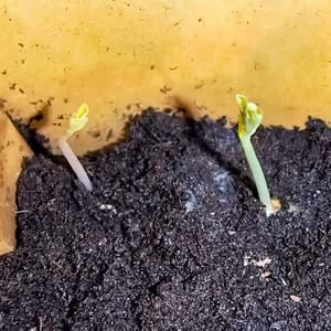 Keimlinge nach 10 Tagen