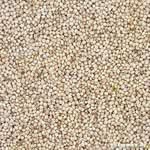 Silberhirse Silberhirse